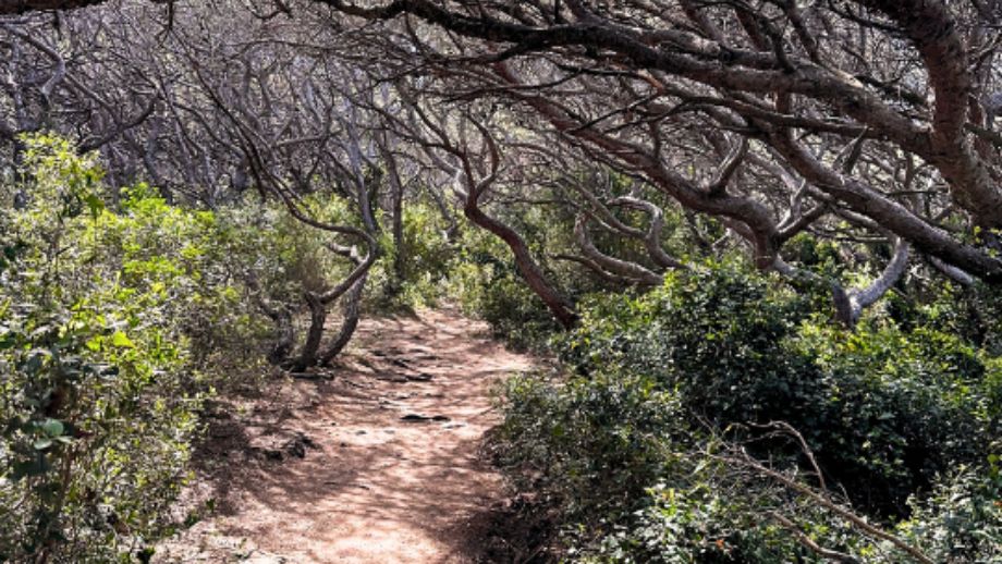 Sentier du littoral à Toulon la Valette