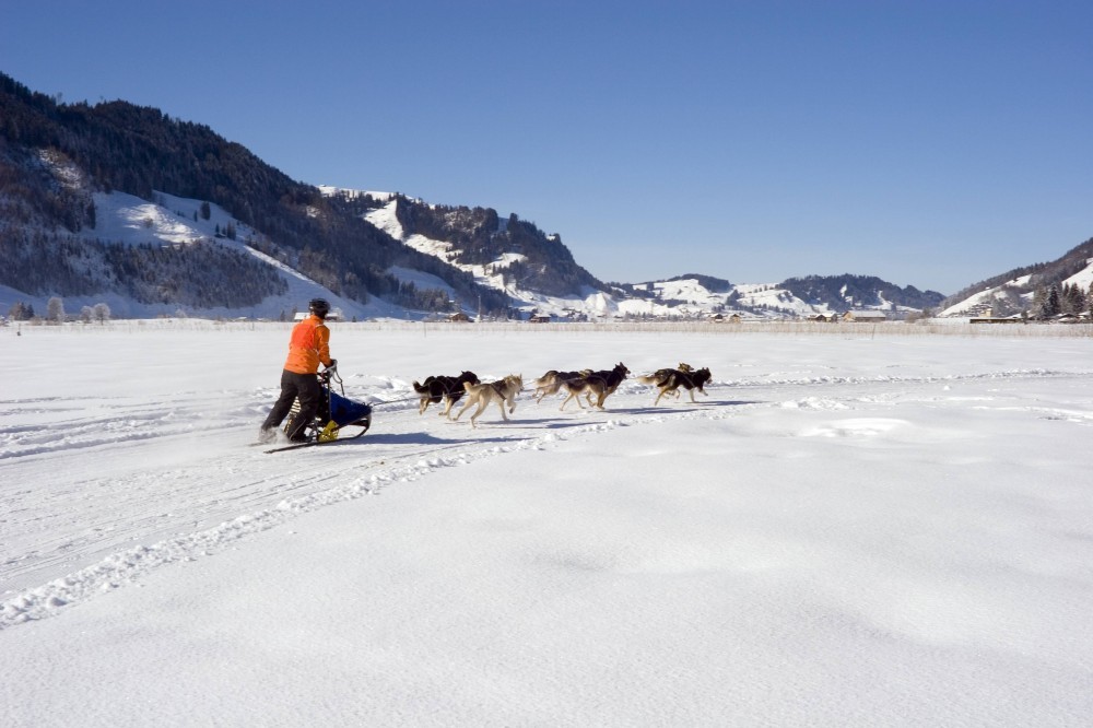 Vacances au ski - Balade en chiens de traineaux 